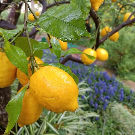 Olive Lemon Biophilic House & Lush Forest Garden Vámos Eksteriør billede