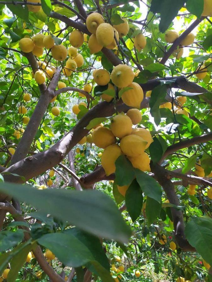 Olive Lemon Biophilic House & Lush Forest Garden Vámos Eksteriør billede