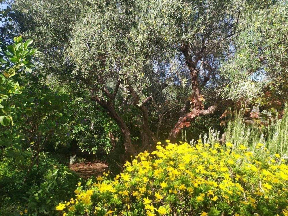 Olive Lemon Biophilic House & Lush Forest Garden Vámos Eksteriør billede