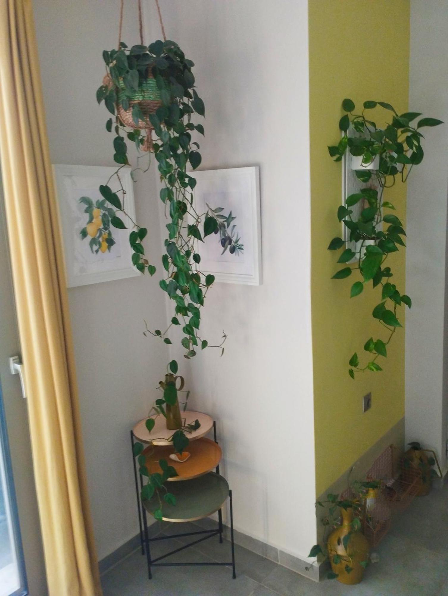 Olive Lemon Biophilic House & Lush Forest Garden Vámos Eksteriør billede