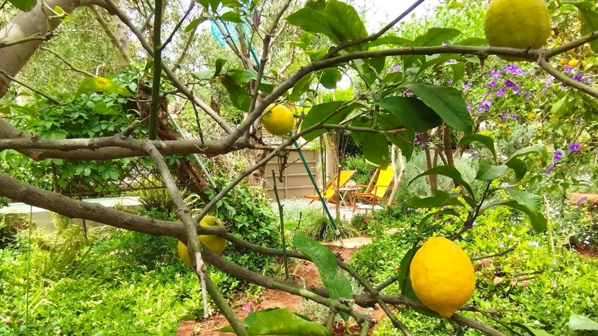 Olive Lemon Biophilic House & Lush Forest Garden Vámos Værelse billede