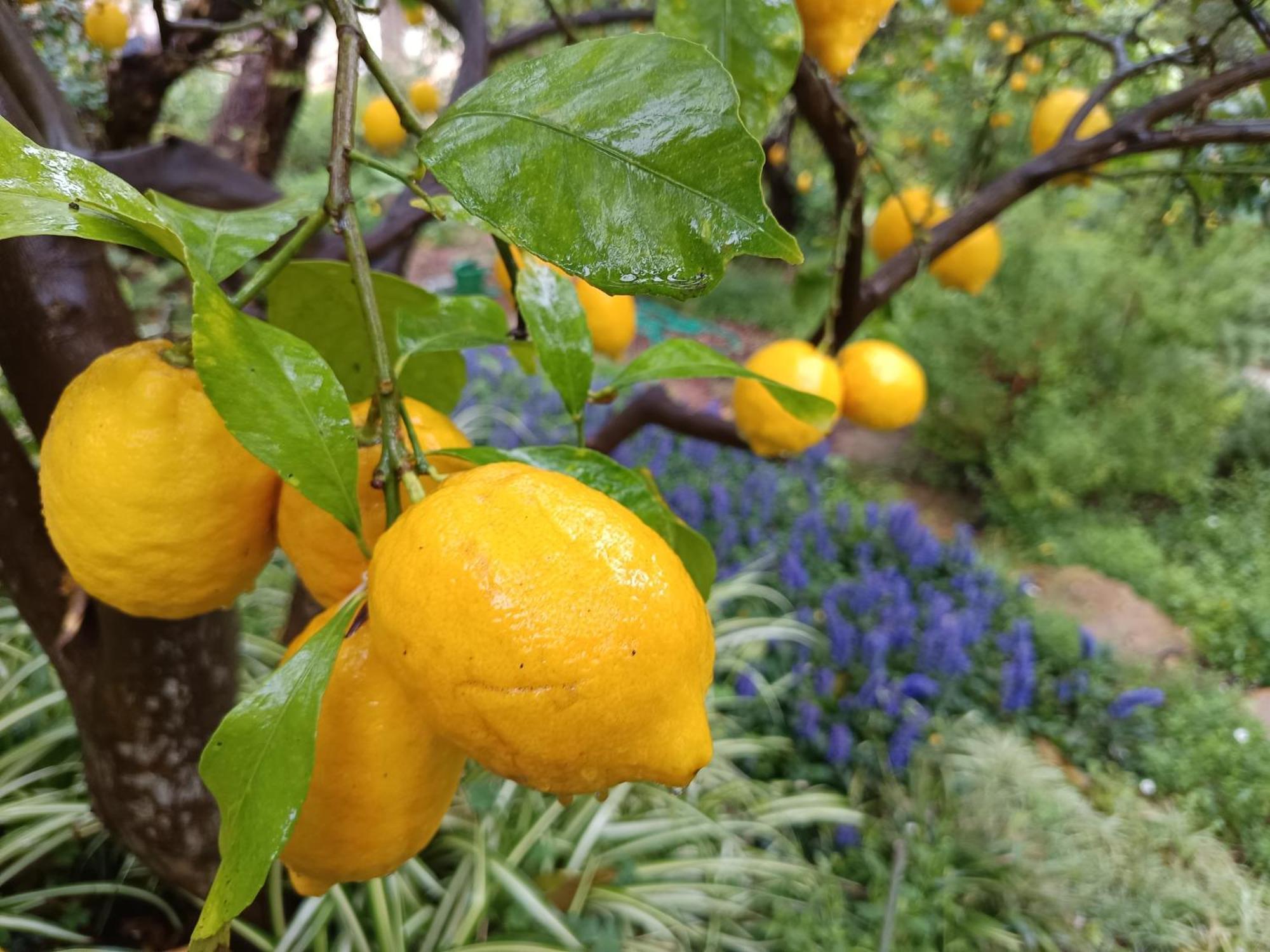 Olive Lemon Biophilic House & Lush Forest Garden Vámos Eksteriør billede