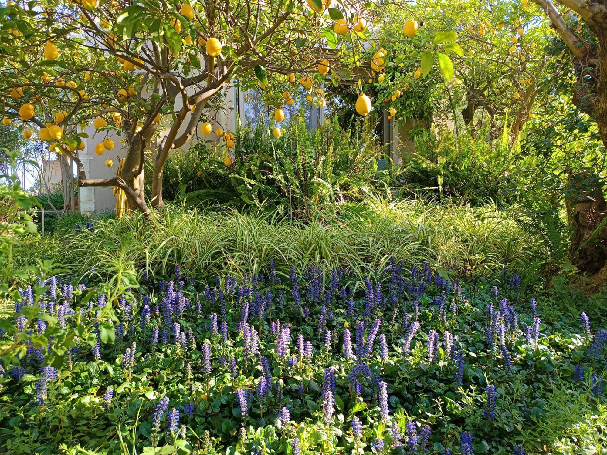 Olive Lemon Biophilic House & Lush Forest Garden Vámos Eksteriør billede